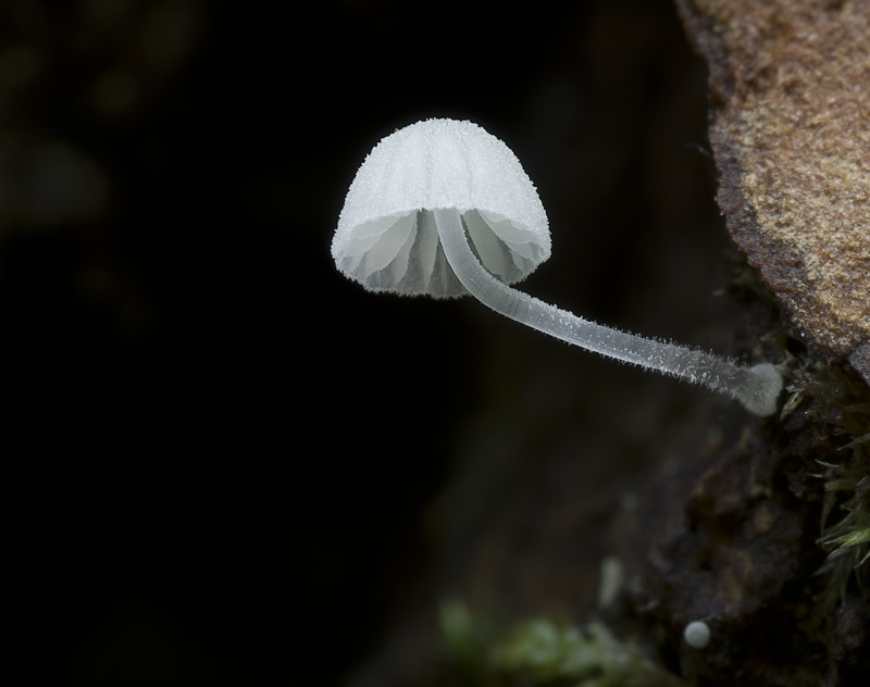 Mycena tenerrima